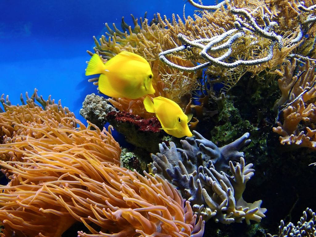 Great Coral Reef, Australia