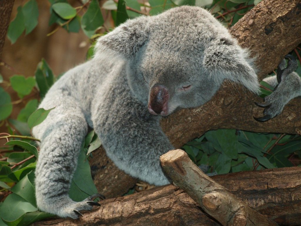 koala bear, Australia
